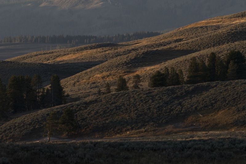 Hayden Valley-7