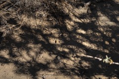 A plant nearby projected the ring image of the sun on the ground through the gaps in the leaves, which acted like a pinhole lens.