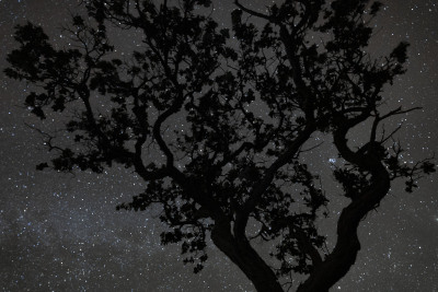 1023_SHS4773j-kahuku-tree