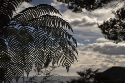 NZ_DSC7046