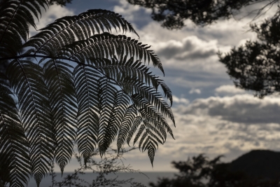 NZ_DSC7046