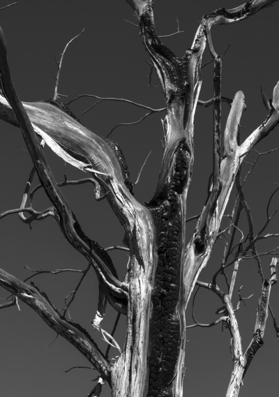 RM_DSC2015tcrop-b2