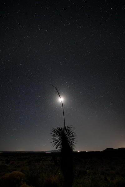NM-moon-agave