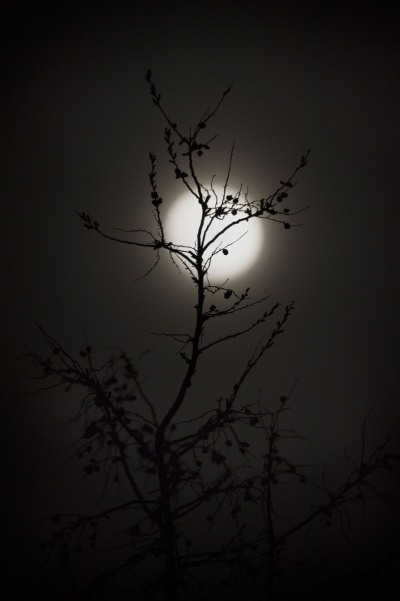 NM-moon-plant