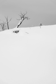 mammoth1b_SHV0003j