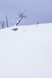 mammoth1c_SHV0003j