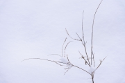mammoth3c_SHV9910j