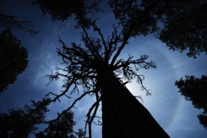 Looking up to the crown of a ponderosa pine.