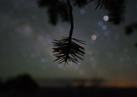 Pine needles and Milky Way.