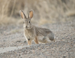 An alert rabbit, peering at a photographer.