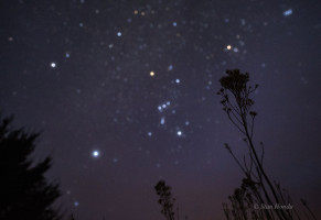 Orion dominated the south sky in March, with the bright stars Sirius (lower left), Procyon (upper left), orange Aldebaran (above plant) and The Pleiades (upper right).