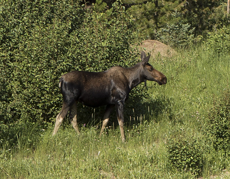 A female moose 