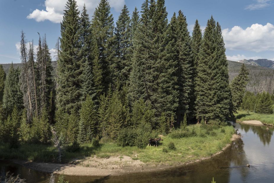 Moose feeding on the Colorado River